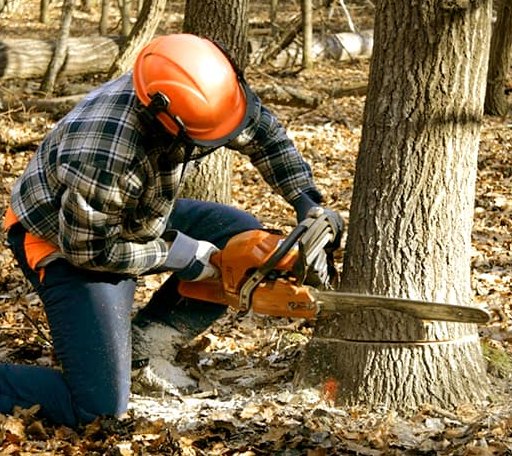 Tree Removal in Sheldon, VT